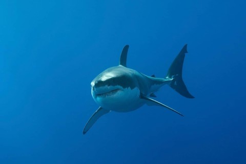 Great white shark, Carcharodon carcharias, Neptune Islands, Australia, Oceania