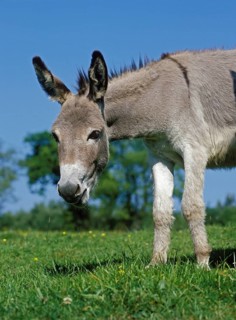 French grey donkey, adult standing on grass