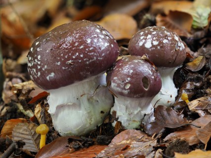 Cortinarius praestans, also known as the goliath webcap, is a basidiomycete mushroom of the genus