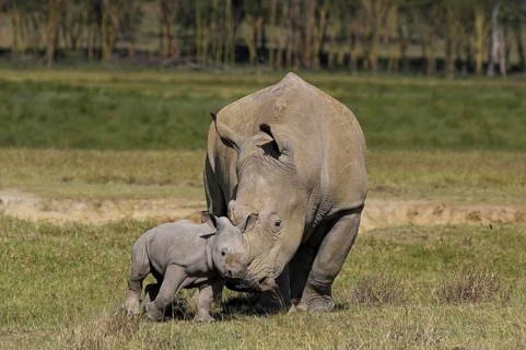 White Rhinoceros (ceratotherium simum), Mother with Calf, Nakuru Park in Kenya