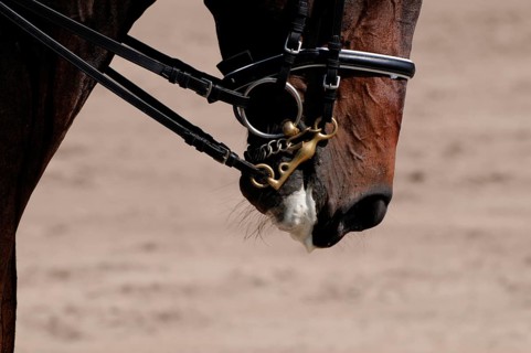 Dressage, dressage riding, mouth, dressage curb bit, English noseband, foam, lateral