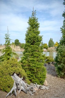 Korean fir (Abies koreana 'Verdener Dom'), Dubrauer Baumschule, Dubrau, Brandenburg, Germany,