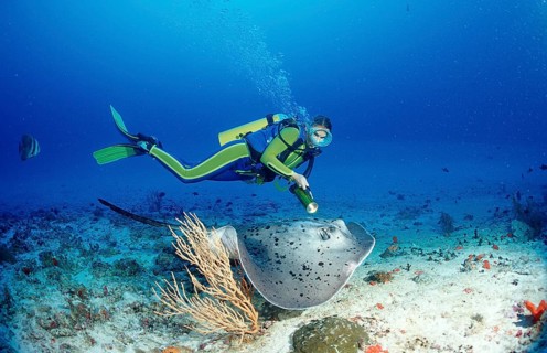 Black spot, stingray and diver, Taeniura meyeni, Maldives, Indian Ocean, Ari Atoll, Asia