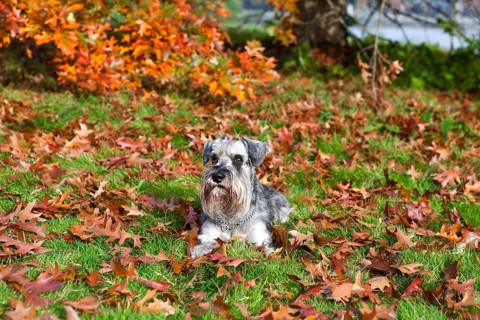 Cute miniature schnauzer on fallen leaves in autumn