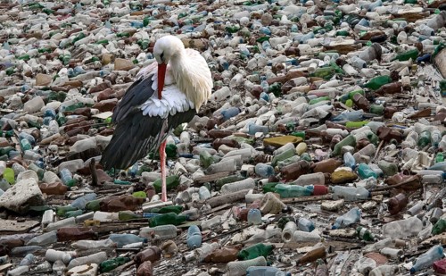 Stork in a sea full of plastic waste