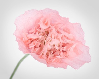 Pink Peony Poppy, closeup of a flower with light pink petals isolated on white