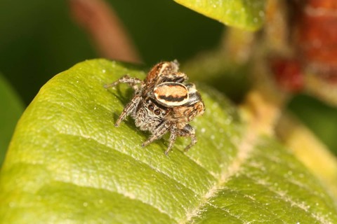 Mating of jumping spiders