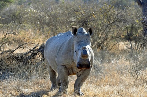 A white rhinoceros with its horn removed to protect it against poachers
