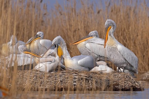 Dalmatian pelicans (Pelecanus crispus), breeding colony, adults and juveniles, Danube Delta