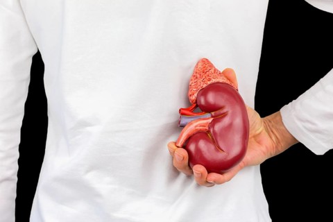 Female hand holding human kidney organ at back of body isolated on black background