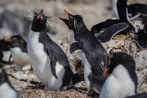 Rockhopper penguin (Eudyptes chrysocome), breeding pair in a colony, Pebble Island, Falkland