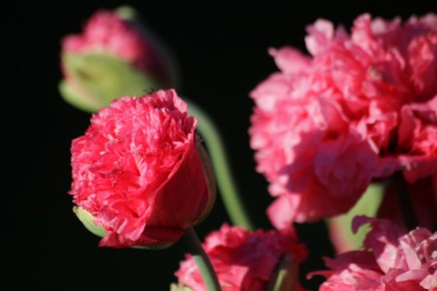 Poppy in pink