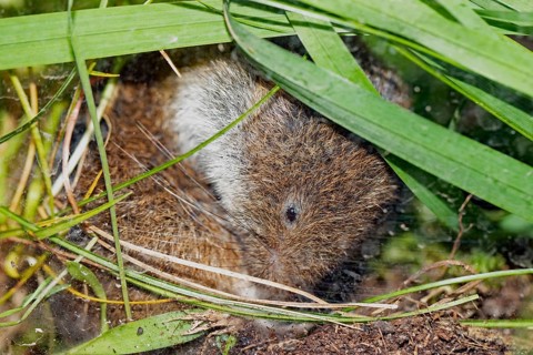 Bavarian pine vole sitting on the ground between green blades of grass looking down to the right