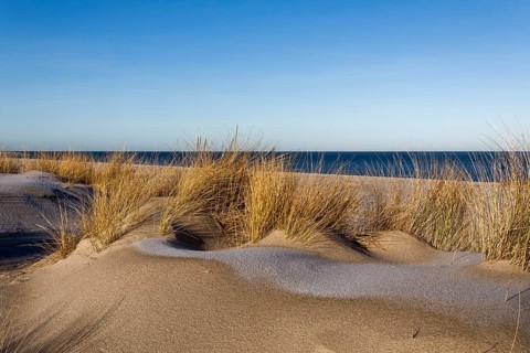 Marram grass (Ammophila), Endangered plants in Germany according to BUND