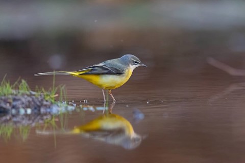 Grey wagtail (Motacilla cinerea), Bergeronnette des ruisseaux, Lavandera Cascadeña, mountain