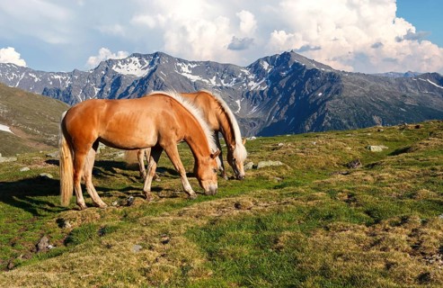 Two horses grazing on Penser Joch or Passo di Pennes, high mountain pass, near Sterzing, South