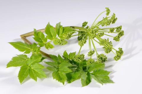 Genuine angelica, medicinal angelica (Angelica archangelica)