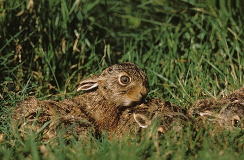 European Brown Hare (lepus europaeus), Leverets hidden in Grass, France, Europe