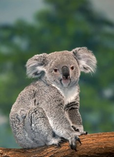 Koala (phascolarctos cinereus), Female standing on Branch