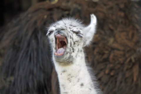 Young llama