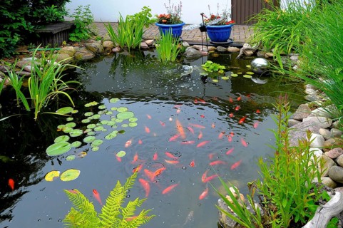 Garden pond with goldfish