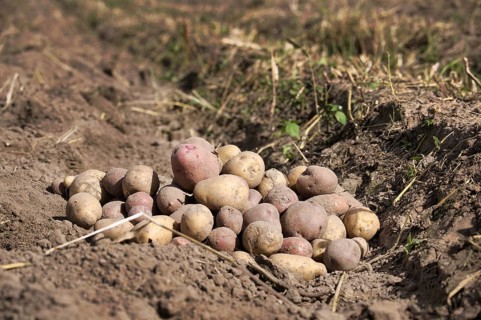 Newly dug or harvested potatoes in a organic family farm field in a low angle view on rich brown