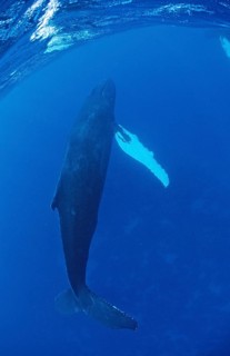 Humpback whale, cow, Megaptera novaeangliae, Silverbanks, Caribbean Sea, Dominican Republic,