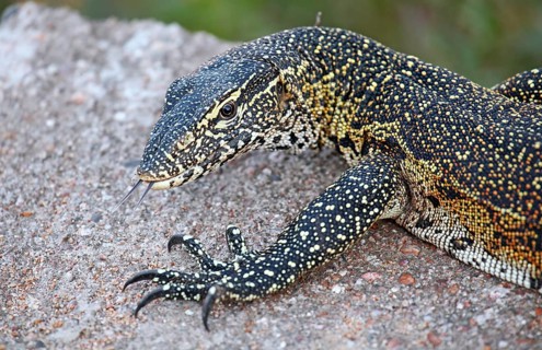 Nilwaran im Kruger Nationalpark, S