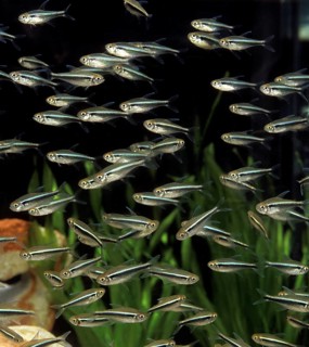 Tetra, Other animals, Fish, Animals, Tetra-like, TETRA FISH aphyocharax sp, SHOAL OF FISHES