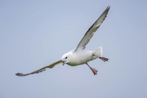 Northern fulmar in flight, Fulmarus glacialis, Westray, Orkney Islands, Scotland, Great Britain