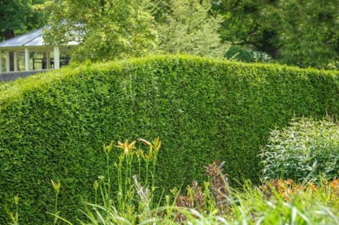 Western arborvitae (Thuja occidentalis 'Brabant'), Arcen Castle Gardens, Arcen, Limburg,