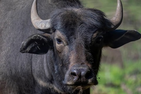 The water buffalo (Bubalus bubalis), also called the domestic water buffalo or Asian water buffalo