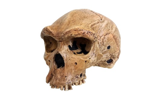 Phylogeny of mankind, evolution of mankind, human family tree, skull replica of Homo