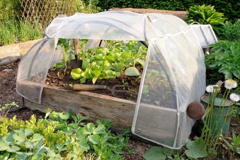 Cold frame with lettuce, cold frame, foil tunnel