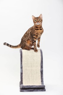 Bengal cat, scratching post