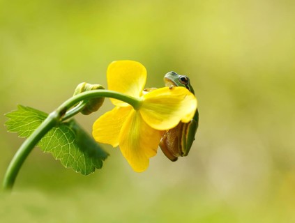 European Tree Frog (Hyla arborea) on Marsh Marigold (Caltha palustris), Kramsach, Kufstein