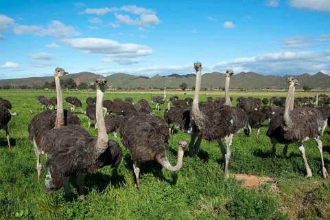 Common ostrich (Struthio camelus), Ostrich Farm, Oudtshoorn, Western Cape, South Africa Ostrich