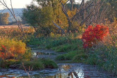 Lower Oder Valley National Park