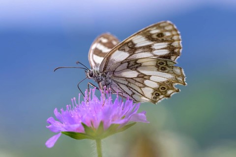 Marbled white (Melanargia galathea), Bressanone, South Tyrol, Italy, Europe