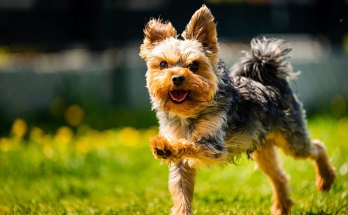 Funny Yorkshire Terrier dog running towards camera in the grass full of dandelions in backyard