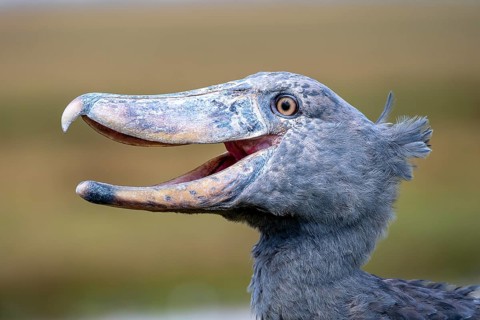 Shoebill (Balaeniceps rex), also Abu Markub, animal portrait, Bangweulu Swamps, Zambia, Africa