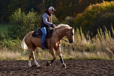 Western riding, training with American Quarter Horse stallion in a riding arena in autumn, canter,