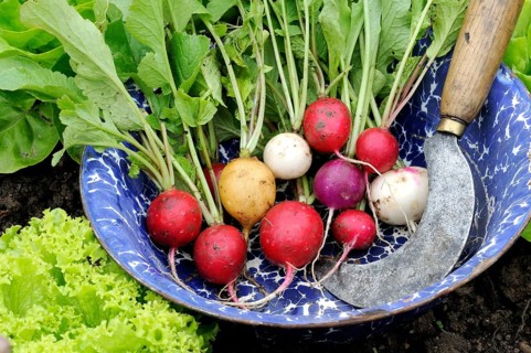 Radish (Raphanus sativus var. sativus)