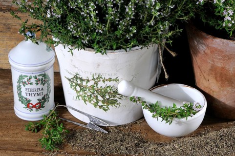 Broad-leaved thyme (Thymus pulegioides)