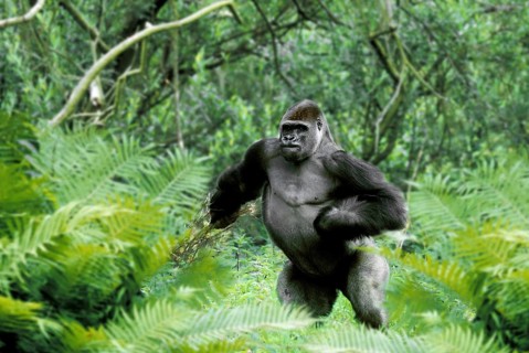 Westen Gorilla, silverback (Gorilla gorilla gorilla)