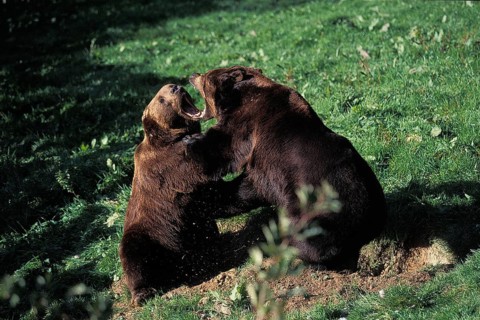 Brown Bear (ursus arctos), Adults Fighting