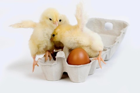 Chicks in Egg Box against White Background