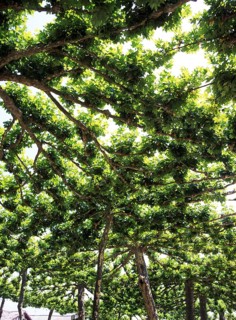 PLANE TREES, DROME IN SOUTH EAST OF FRANCE