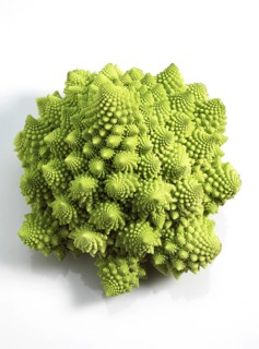 Romanesco Cabbage (brassica) oleracea, Vegetable against White Background