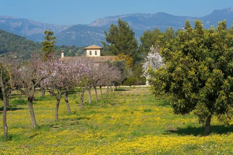 Finca and flowering almond trees, near Alaro, Tramuntana, Majorca, Balearic Islands, Spain, almond